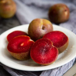 Elephant Heart Plum Tree 8 Elephant Heart Plum Tree -Fast Growing Trees Elephant Heart Plum 1