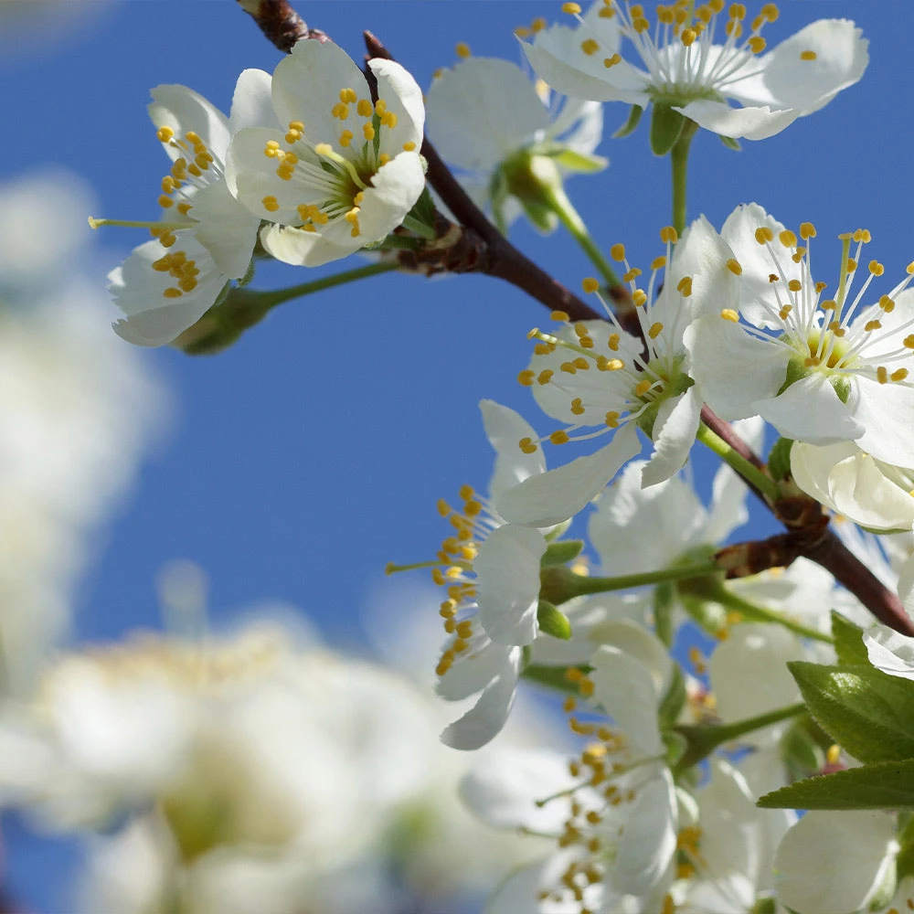 Elephant Heart Plum Tree 6 Elephant Heart Plum Tree - Image 4