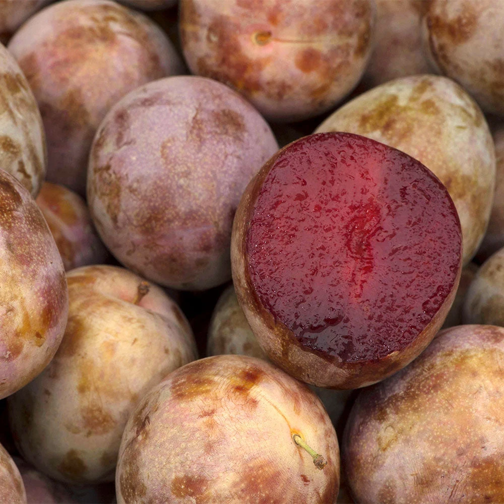 Elephant Heart Plum Tree 4 Elephant Heart Plum Tree - Image 2