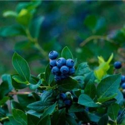 Elliot Blueberry Bush 8 Elliot Blueberry Bush -Fast Growing Trees Elliot Blueberry 450 D1