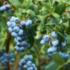 Emerald Blueberry Bush 2 Emerald Blueberry Bush -Fast Growing Trees Emerald Blueberries 600x600 ba57f98c e75b 4707 a839 d566b7aa64e7