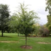 Emerald Flair Elm Tree 2 Emerald Flair Elm Tree -Fast Growing Trees Emerald Flair 600x600 537bca49 bcda 436c baea fab6477ae12c