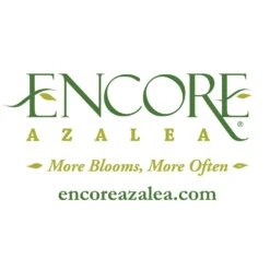 Autumn Debutante® Encore® Azalea 13 Autumn Debutante® Encore® Azalea -Fast Growing Trees Encore Logo 1000x1000 c29f00dd 100e 4ccb 98e4 22e187bc4aca