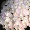 Endless Summer® Blushing Bride Bigleaf Hydrangea Shrub 2 Endless Summer® Blushing Bride Bigleaf Hydrangea Shrub -Fast Growing Trees Endless Summer Blushing Bride FGT 600x600 0ebe554a 6f66 4976 a54a 228202945329