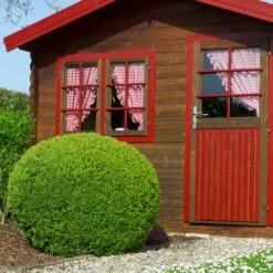 English Boxwood Shrub 15 English Boxwood Shrub -Fast Growing Trees English Boxwood 6 FGT