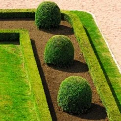 English Boxwood Shrub 13 English Boxwood Shrub -Fast Growing Trees English Boxwood 7