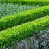 English Boxwood Shrub 1 English Boxwood Shrub -Fast Growing Trees English Boxwood FGT 600x600 859093e7 609f 4eba 869a 4dcbfc608a37