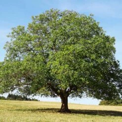 English Walnut Tree -Fast Growing Trees English Carpathian Walnut 4 FGT