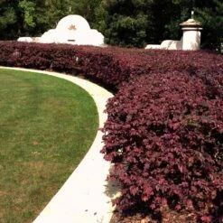 'Ever Red' Loropetalum 9 'Ever Red' Loropetalum -Fast Growing Trees Ever Red Lorepetalum 3