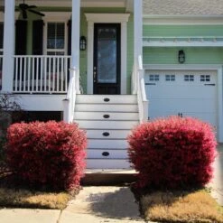 'Ever Red' Loropetalum 11 'Ever Red' Loropetalum -Fast Growing Trees Ever Red Lorepetalum 4