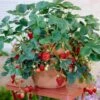 Everbearing Strawberry - USDA Organic 2 Everbearing Strawberry - USDA Organic -Fast Growing Trees Everbearing Strawberry FGT 600x600 f616e59f d9ca 4549 86ff 008da5033bba