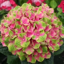 Everlasting® Amethyst Hydrangea Shrub 7 Everlasting® Amethyst Hydrangea Shrub -Fast Growing Trees Everlasting Amethyst Hydrangea 2