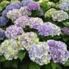 Everlasting® Amethyst Hydrangea Shrub 1 Everlasting® Amethyst Hydrangea Shrub -Fast Growing Trees Everlasting Amethyst Hydrangea 3