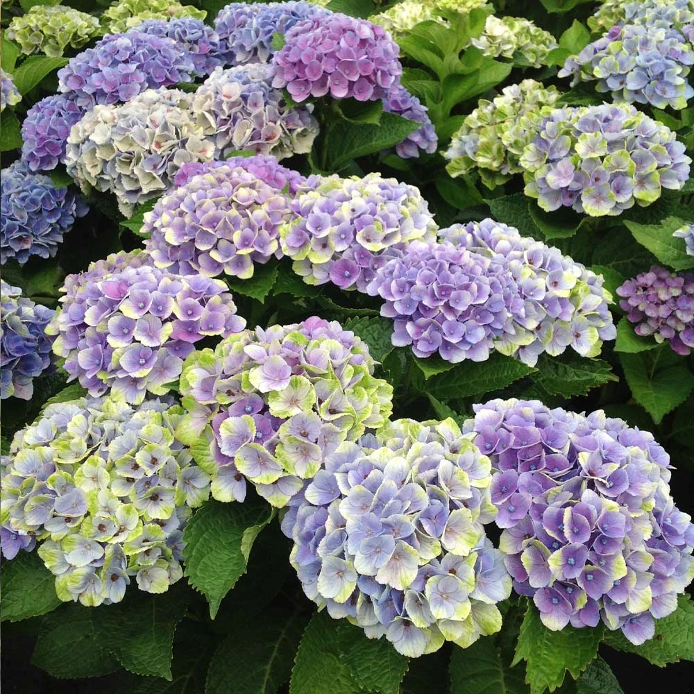 Everlasting® Amethyst Hydrangea Shrub 3 Everlasting® Amethyst Hydrangea Shrub