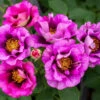 Eyeconic® Plum Lemonade Rose 2 Eyeconic® Plum Lemonade Rose -Fast Growing Trees Eyeconic Plum Lemonade Rose FGT 600x600 dbdd4acb 9c12 4137 a856 b68915f6acfd