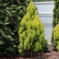 Forever Goldy™ Arborvitae Tree 9 Forever Goldy™ Arborvitae Tree -Fast Growing Trees FOrever GOldie 2
