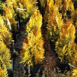 Forever Goldy™ Arborvitae Tree 11 Forever Goldy™ Arborvitae Tree -Fast Growing Trees FOrever GOldy 3