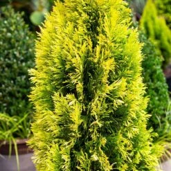 Forever Goldy™ Arborvitae Tree 10 Forever Goldy™ Arborvitae Tree -Fast Growing Trees FOrever GOldy 4