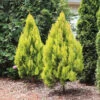 Forever Goldyâ„¢ Arborvitae Tree 1 Forever Goldyâ„¢ Arborvitae Tree -Fast Growing Trees FOrever GOldy 600x600 6bb4203a 1f83 46d7 bf71 502f5d9964f5