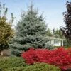 Fat Albert Colorado Blue Spruce -Fast Growing Trees Fat albert Blue Spruce FGT 600x600 2967f4b7 777d 4dcb 9133 7fce04685aca