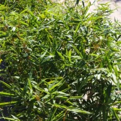 Fernleaf Bamboo 9 Fernleaf Bamboo -Fast Growing Trees Fernleaf Multiplex Bamboo 4 FGT