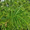 Fernleaf Bamboo 1 Fernleaf Bamboo -Fast Growing Trees Fernleaf Multiplex Bamboo 600x600 20b7422e 0d87 4b90 9325 a6ddb642b9ac