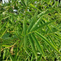 Fast Growing Trees 13 Fernleaf Bamboo