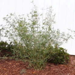 Fernleaf Bamboo 8 Fernleaf Bamboo -Fast Growing Trees FernleafMultiplexBamboo 1