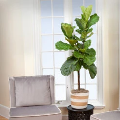 Monstera Deliciosa And Fiddle Leaf Fig Combo 9 Monstera Deliciosa And Fiddle Leaf Fig Combo -Fast Growing Trees Fiddle Leaf Fig 2 FGT