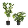 Monstera Deliciosa And Fiddle Leaf Fig Combo 2 Monstera Deliciosa And Fiddle Leaf Fig Combo -Fast Growing Trees Fiddle Swiss Combo 3GMon 3 4 Fig 600x600 1c3c9ad7 692d 418a b0f3 48f3822268e1