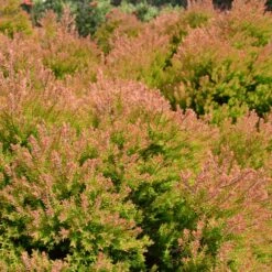 Fire Chief™ Thuja Shrub 10 Fire Chief™ Thuja Shrub -Fast Growing Trees Fire Chief Arborvitae 4