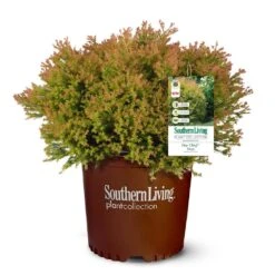 Fire Chief™ Thuja Shrub 11 Fire Chief™ Thuja Shrub -Fast Growing Trees Fire Chief Arborvitae 5
