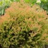 Fire Chief™ Thuja Shrub -Fast Growing Trees Fire Chief Arborvitae FGT 600x600 37a959d3 8432 48d1 a13c 2918104cceee