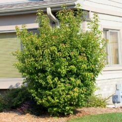 Flame Amur Maple 11 Flame Amur Maple -Fast Growing Trees Flame Amur 2