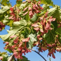 Flame Amur Maple 13 Flame Amur Maple -Fast Growing Trees Flame Amur 7 FGT