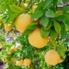 Flame Grapefruit Tree 2 Flame Grapefruit Tree -Fast Growing Trees Flame Grapefruit 600x600 3439c604 9d92 491c b107 cc763d52c75a
