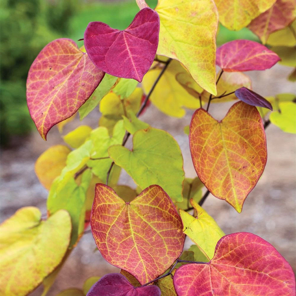 Flame Thrower® Redbud Tree 6 Flame Thrower® Redbud Tree - Image 4