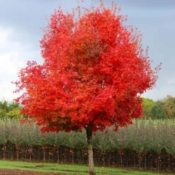 Flashfire® Maple Tree 9 Flashfire® Maple Tree -Fast Growing Trees Flashfire Maple 1