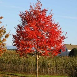Flashfire® Maple Tree 10 Flashfire® Maple Tree -Fast Growing Trees Flashfire Maple 2