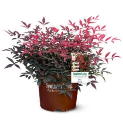 Flirt™ Nandina Shrub 11 Flirt™ Nandina Shrub -Fast Growing Trees Flirt Nandina 5