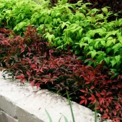 Flirt™ Nandina Shrub 10 Flirt™ Nandina Shrub -Fast Growing Trees Flirt Nandina BB 2