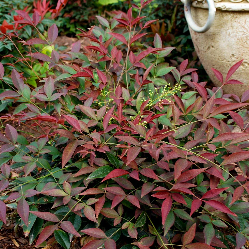 Flirt™ Nandina Shrub 3 Flirt™ Nandina Shrub - Image 2