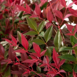 Flirt™ Nandina Shrub 9 Flirt™ Nandina Shrub -Fast Growing Trees Flirt Nandina FGT 6