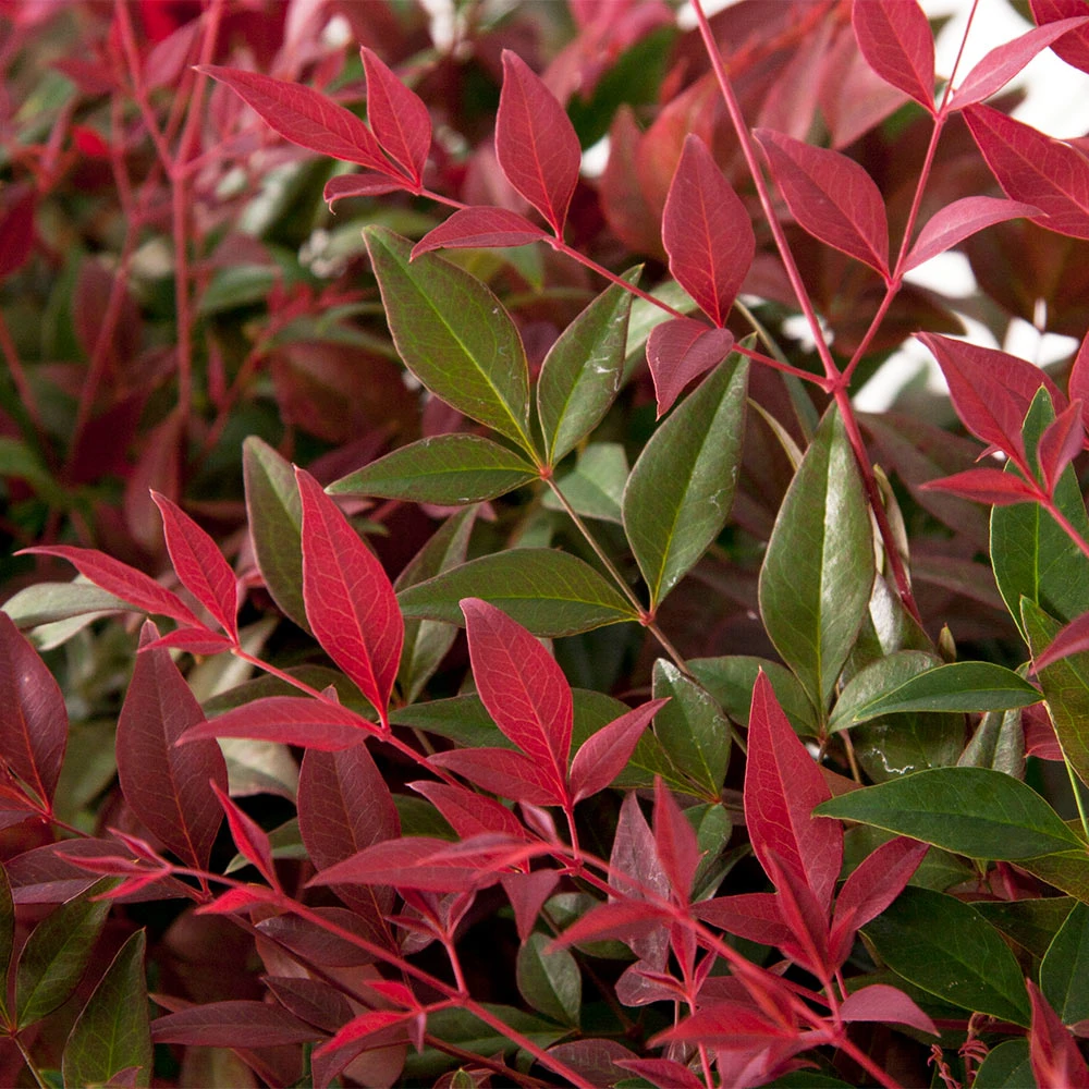 Flirt™ Nandina Shrub 4 Flirt™ Nandina Shrub - Image 3