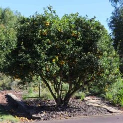 Hardy Orange Tree 'Flying Dragon' 14 Hardy Orange Tree 'Flying Dragon' -Fast Growing Trees Flying Dragon Trifoliate orange 11 FGT