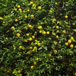 Hardy Orange Tree 'Flying Dragon' 17 Hardy Orange Tree 'Flying Dragon' -Fast Growing Trees Flying Dragon Trifoliate orange 2