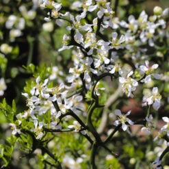 Hardy Orange Tree 'Flying Dragon' 18 Hardy Orange Tree 'Flying Dragon' -Fast Growing Trees Flying Dragon Trifoliate orange 3 FGT