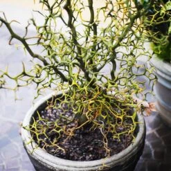 Hardy Orange Tree 'Flying Dragon' 15 Hardy Orange Tree 'Flying Dragon' -Fast Growing Trees Flying Dragon Trifoliate orange 7