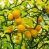 Hardy Orange Tree 'Flying Dragon' 1 Hardy Orange Tree 'Flying Dragon' -Fast Growing Trees Flying Dragon Trifoliate orange FGT 600x600 01172a27 1707 4e05 99b7 c2188e0645c2