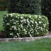 Four Seasons Gardenia Shrub 1 Four Seasons Gardenia Shrub -Fast Growing Trees FourSeasons Gardenia 1